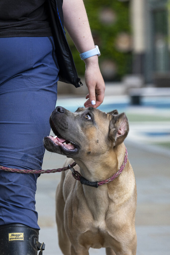 Anjing Perlindungan Eksklusif Kuala Lumpur