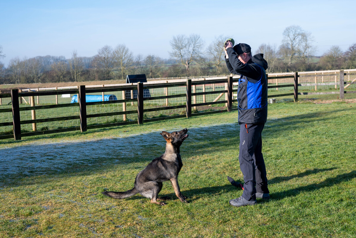 residential dog training residential dog training
