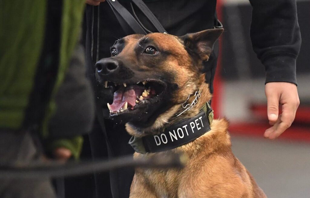 Personal Protection Dogs Why they are Worth the Investment