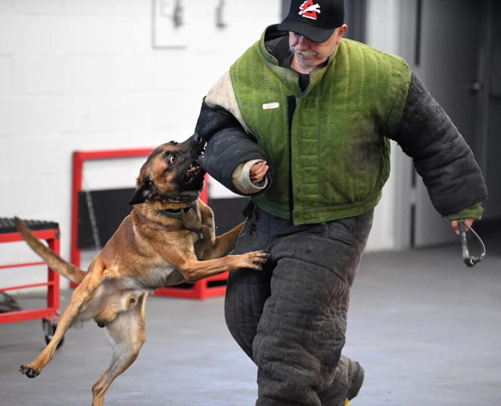 Understanding the Cost of Personal Protection Dogs
