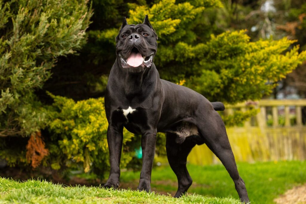 Protection Dogs in Alderley Edge