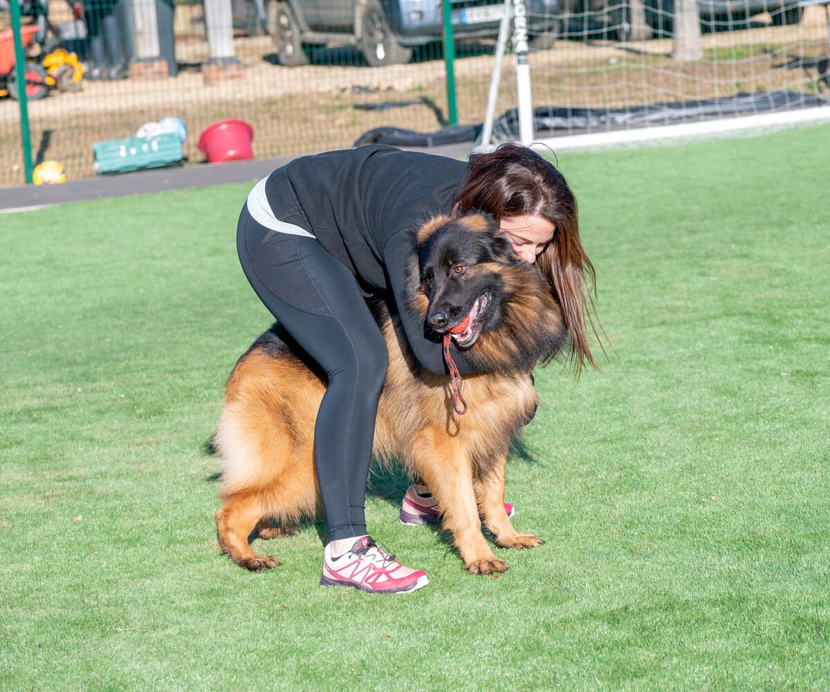 Protection Dogs in Cheshire: