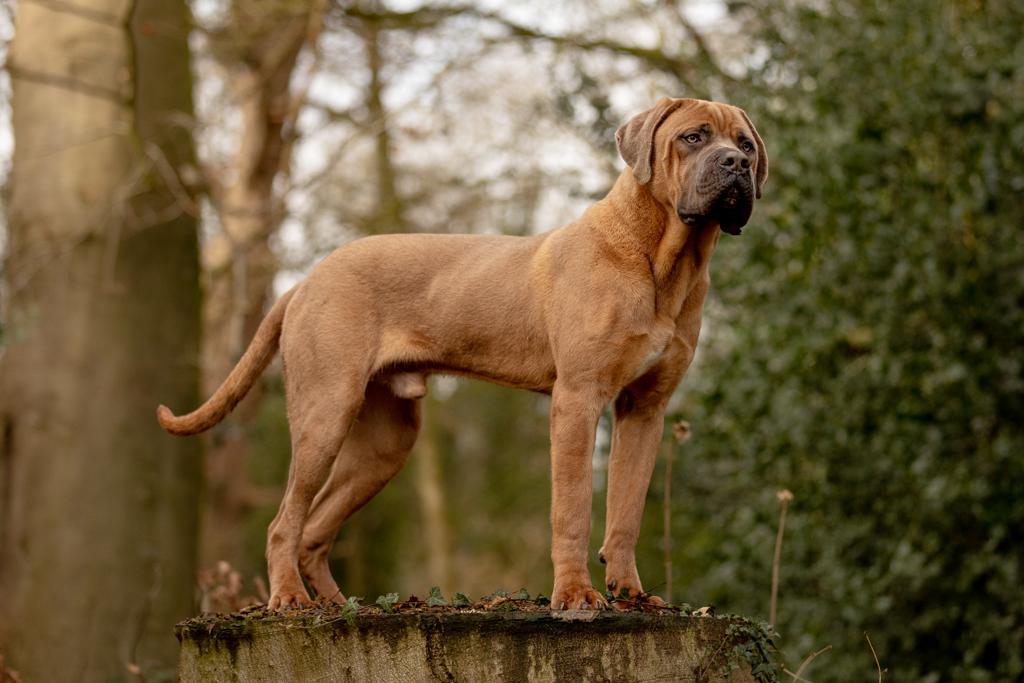 Protection Dogs in Congleton
