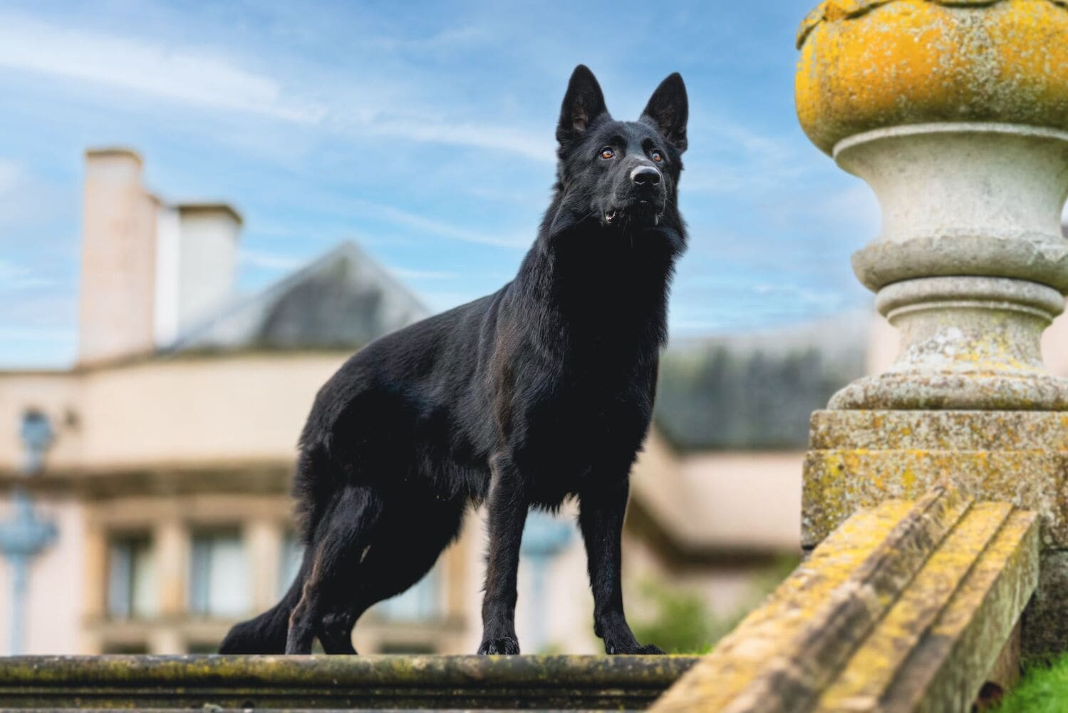 Protection dogs worldwide