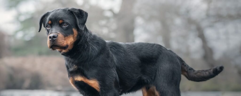 Worldwide protection dogs