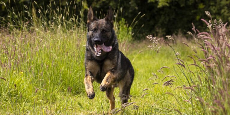 Personal Protection Dogs vs Guard Dogs