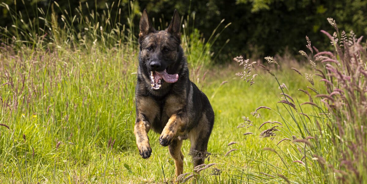 Personal Protection Dogs vs Guard Dogs